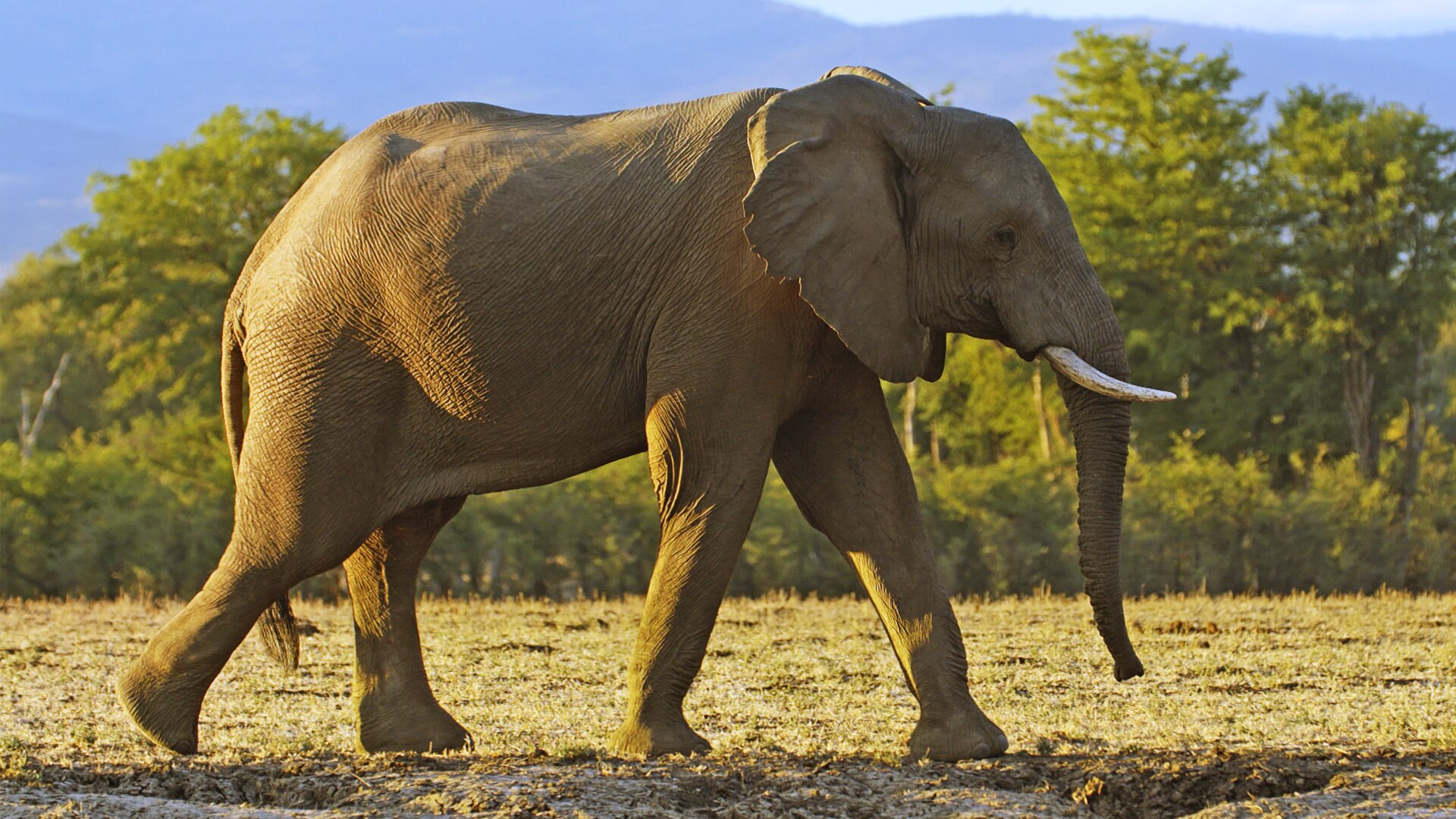 The Great Elephant Tale